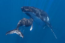 Humpback whale (Megaptera novaeangliae) calf nuzzling its mother, Vava'u, Kingdom of Tonga, Pacific Ocean.
