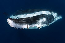 Humpback whale (Megaptera novaeangliae) pectoral fin of female, with barnacles and parasites, Vava'u, Tonga, Pacific Ocean.