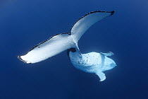 Humpback whale (Megaptera novaeangliae) males tail fluke,  Vava'u, Tonga, Pacific Ocean.