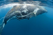 Humpback whale (Megaptera novaeangliae) entangled in longline fishing gear immobilizing both pectoral fins, and infested with Whale lice (Cyamus boopis)  Vava'u, Tonga, Pacific Ocean.