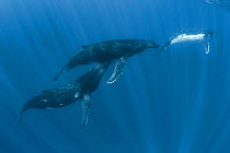 Humpback whales (Megaptera novaeangliae) three males during social behaviour, one nuzzling the genital area of another. Vava'u, Tonga, Pacific Ocean.