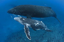 Humpback whale (Megaptera novaeangliae) calf 'Tahafa' male with injured pectoral fin and scarred body, with mother. Vava'u, Tonga, Pacific Ocean.