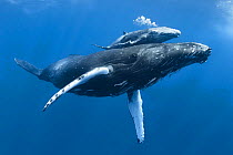 Humpback whale (Megaptera novaeangliae) calf 'Tahafa' male with injured pectoral fin and scarred body, with mother. Vava'u, Tonga, Pacific Ocean. COP26 Countdown Photo Competition 2021 Finalist.