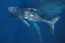 Humpback whale (Megaptera novaeangliae) calf 'Tahafa' male with injured pectoral fin and scarred body, with mother. Vava'u, Tonga, Pacific Ocean.