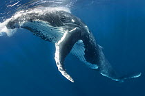 Humpback Whale (Megaptera novaeangliae) taking a breath at the ocean surface. Vavau, Kingdom of Tonga. Pacific Ocean.