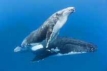 Humpback whale  (Megaptera novaeangliae) male calf with his mother. Vava'u, Tonga. South Pacific.