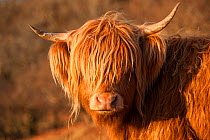 Highland cow portrait, Mull, Scotland, January.