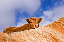 Highland cattle calf looking over the back of its mother, Tiree, Scotland, May.