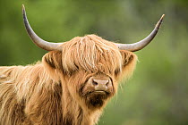 Highland cow portrait, Mull, Scotland, May.