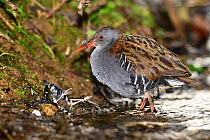 Water rail (Rallus aquaticus) with dead Chaffinch (Fringilla coelebs) the rail had just killed and partly eaten, Dorset, UK March