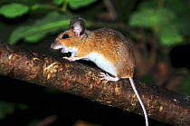 Wood mouse (Apodemus sylvaticus) climbing in hedge, Dorset, UK August