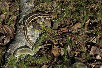 Sand lizard (Lacerta agilis) male and female courting,  Dorset, UK April