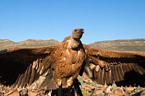 Griffon vulture (Gyps fulvus) with wings stretched,  pre-Pyrenees near Solsona, Catalonia, Spain March