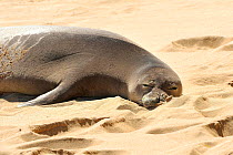 Hawaiian monk seal (Neomonachus schauinslandi) hauled out on beach, Kauai island, Hawaii, USA  Endangered