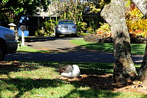 Layson albatross (Phoebastria immutabilis) nesting in gardens of upmarket coastal housing estate, Kauai island, Hawaii, USA January