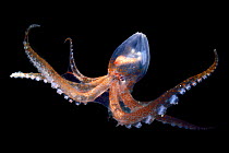 Glass octopus (Vitreledonella richardi). deep sea species from Atlantic Ocean off Cape Verde. Captive.