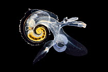 Pelagic marine gastropod mollusc (Atlanta inclinata) from Atlantic Ocean off Cape Verde. Captive.