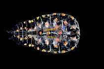 Marine Planktonic copepod (Sapphirina sp.) from deepsea Atlantic Ocean off Cape Verde. Captive.