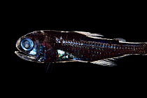 Pearly lanternfish (Myctophum nitidulum), deep sea fish, from Atlantic Ocean close to Cape Verde. Captive.