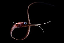 Boxer snipe eel (Nemichthys curvirostris) deep sea fish, Atlantic Ocean close to Cape Verde. Captive.