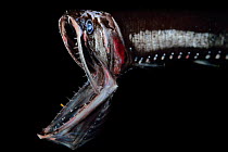 Elongated bristlemouth fish (Sigmops elongatus) with jaw wide open, deep sea species from Atlantic Ocean close to Cape Verde. Captive.