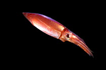 Squid (Sthenoteuthis pteropus) deep sea species from Atlantic Ocean off Cape Verde. Captive.