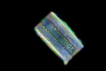 Centric diatom (Centrales) deep sea species from Atlantic Ocean off Cape Verde. Captive.