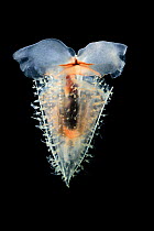 Wavy clio deep sea butterlfy (Clio recurva) deepsea species from Atlantic Ocean off Cape Verde. Captive.