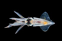 Squid (Abraliopsis atlantica) with bioluminescencent light obove the eyes and photophores in six straight longitudinal rows on mantle. Deepsea species from Atlantic Ocean off Cape Verde. Captive.