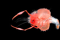 Blind lobster larvae (Stereomastis sp.) deep sea species from Atlantic Ocean off Cape Verde. Captive.