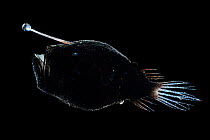 Bioluminescent anglerfish (Cryptopsaras couesi) backlit, deep sea species, Atlantic Ocean off Cape Verde. Captive.
