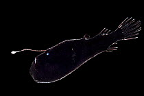 Triplewart seadevil (Cryptopsaras couesi) backlit, deep sea species Atlantic Ocean close to Cape Verde. Captive.