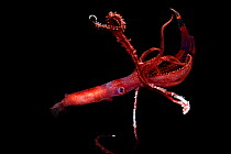 Deep sea squid (Chiroteuthis mega) deep sea species, Atlantic Ocean off Cape Verde. Captive.