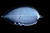 Deep sea eel Leptocephalus larva (Elopomorpha) deep sea species from Atlantic Ocean off Cape Verde. Captive.