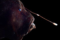 Bioluminescent anglerfish (Cryptopsaras couesi), deep sea fish from, Atlantic Ocean off Cape Verde. Captive.