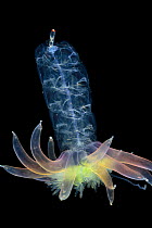 Siphonophore (Physophora hydrostatica), Atlantic Ocean off Cape Verde.  Captive.