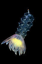 Siphonophore (Physophora hydrostatica) deep sea species from, Atlantic Ocean off Cape Verde. Captive.