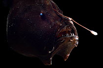 Bioluminescent anglerfish (Cryptopsaras couesi) deep sea fish found off the coast of Cape Verde, Atlantic Ocean. Captive.