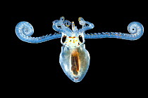 Larva of an Atlantic longarm octopus (Octopus defilippi) Atlantic Ocean off Cape Verde.  Captive.
