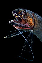 Scaleless dragonfish (Bathophilus nigerrimus), deep sea fish from Atlantic Ocean close to Cape Verde. Captive.