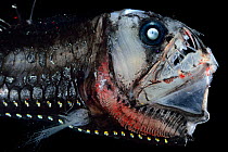 Deep sea viperfish (Chauliodus sloani) portrait, from Atlantic Ocean close to Cape Verde. Captive.
