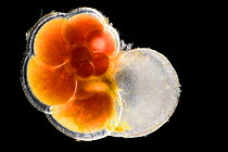 Planktonic Foraminifera, deep sea species, Atlantic Ocean off Cape Verde. Captive.
