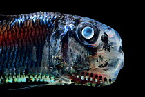 Lightfish (Ichthyococcus ovatus) bioluminescent deep sea species, Atlantic Ocean close to Cape Verde. Captive.