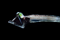 Threadtail (Stylephorus chordatus) a deep sea  mesopelagic fish species with eyes modified to detect the slightest traces of light. Atlantic Ocean close to Cape Verde." Captive.