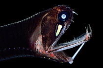 Black dragonfish (Malacosteus niger) deep sea species with a light organ beneath its eye. Atlantic Ocean off Cape Verde. Captive.