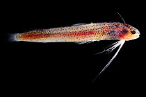 Deep sea fish (Bergmaceros sp.) deep sea fish from Atlantic Ocean close to Cape Verde. Captive.