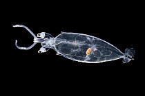 Juvenile Squid (Leachia atlantica) deep sea species from Atlantic Ocean off Cape Verde.  Captive.