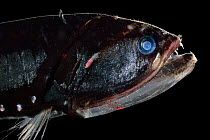 Elongated bristlemouth (Sigmops elongatus), deep sea fish from Ocean off Cape Verde. Captive.