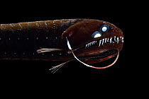 Scaless black dragonfish (Melanostomias biseriatus) deep sea fish from Atlantic Ocean close to Cape Verde. Captive.