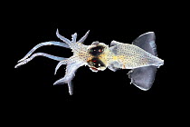 Eye-flash squid (Abralia veranyi) from Atlantic Ocean off Cape Verde. Captive.
